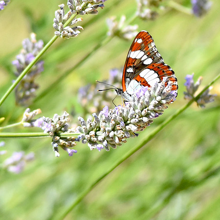 White admiral butterfly
