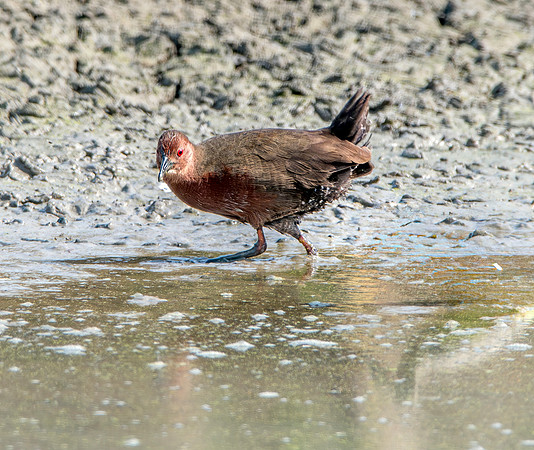 Ruddy breasted crake