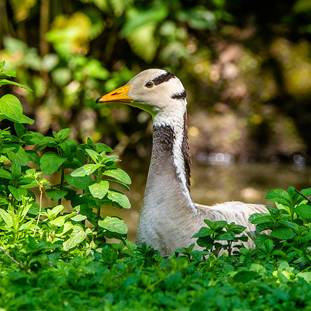 Bar headed goose