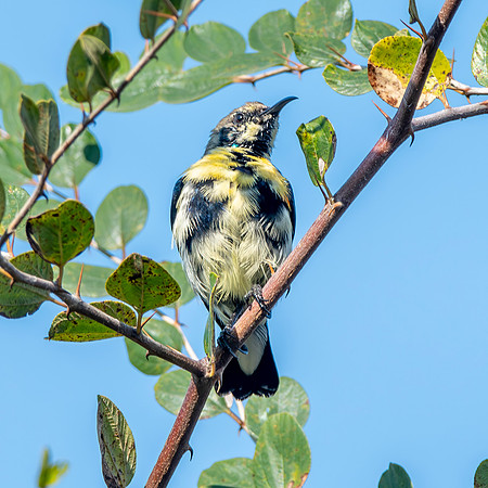 Immature Purple sunbird