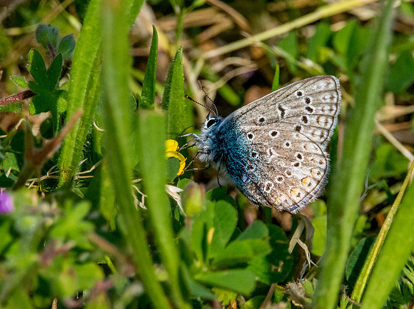 Large blue butterfly
