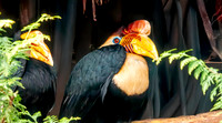 Knobbed hornbill