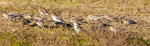 Snow buntings