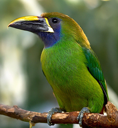 Emerald toucanet