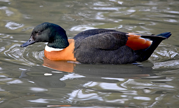 Australian shelduck