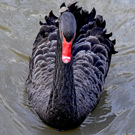 Black swan
