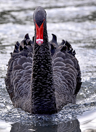 Black swan