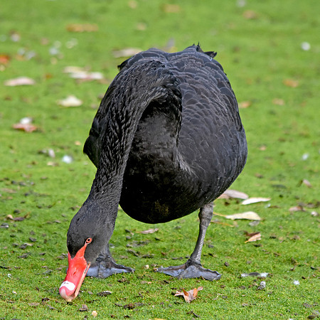Black swan
