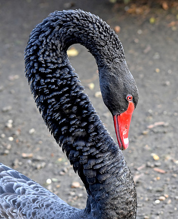 Black swan