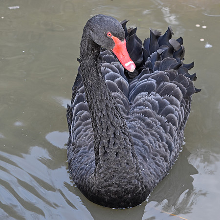 Black swan