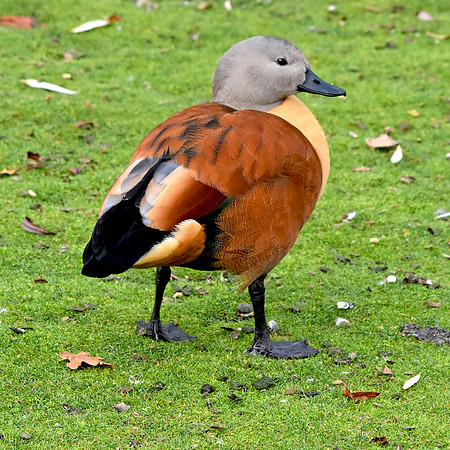 Cape shelduck, male