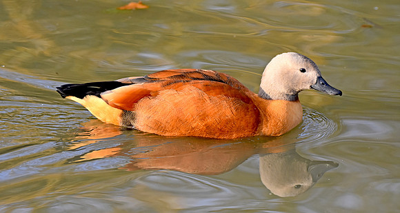 Cape shelduck, male