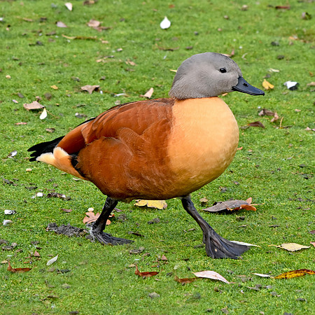 Cape shelduck, male