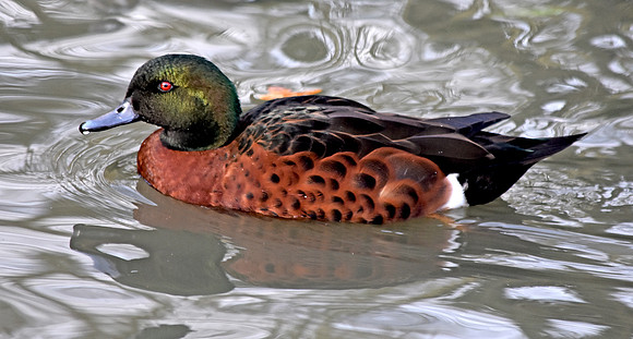 Chestnut teal