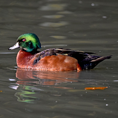 Chestnut teal