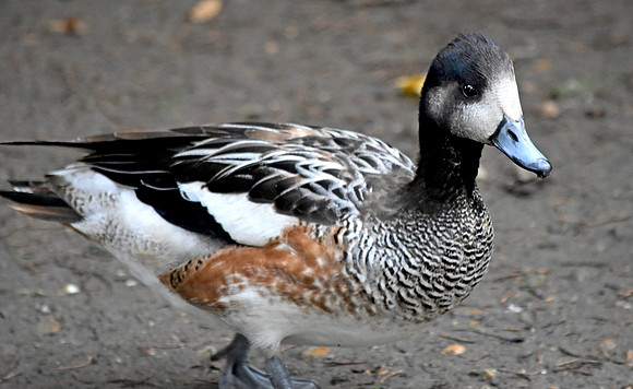 Chiloe wigeon