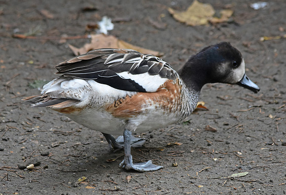 Chiloe wigeon