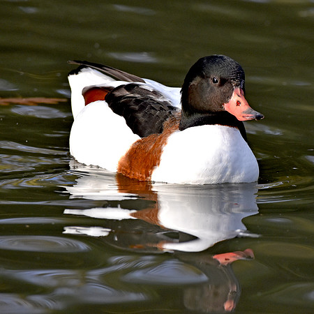 Common shelduck