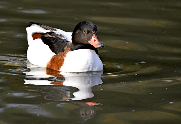Common shelduck