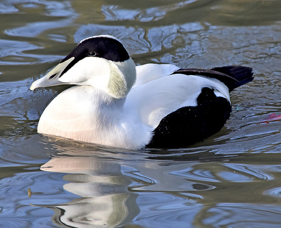 Eider Duck, male