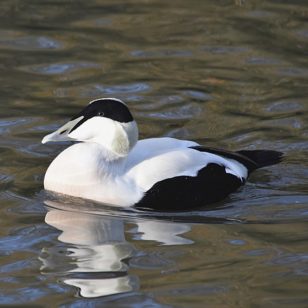 Eider Duck, male