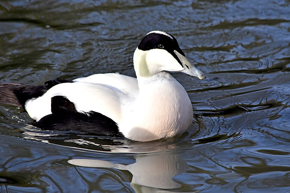 Eider Duck, male