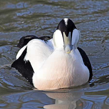 Eider Duck, male