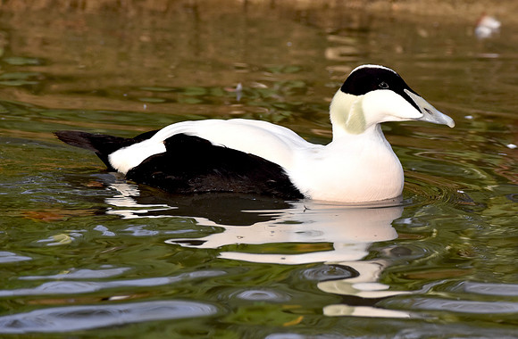 Eider Duck, male