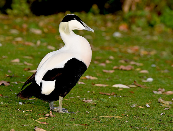Eider Duck, male