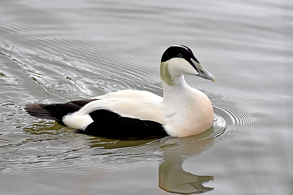 Eider Duck, male