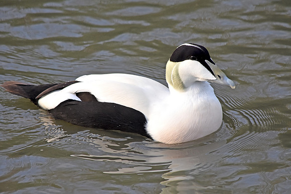 Eider Duck, male