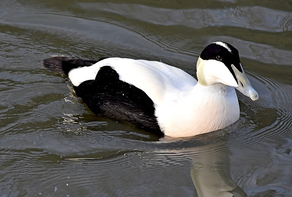 Eider Duck, male