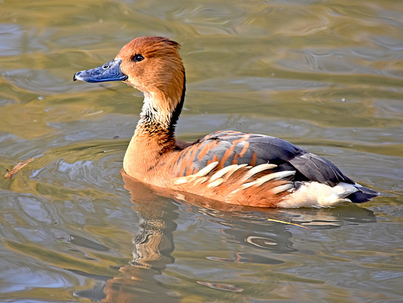 Fulvous whistling duck