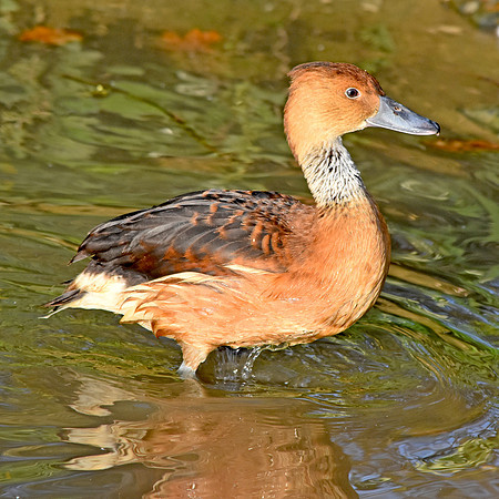 Fulvous whistling duck