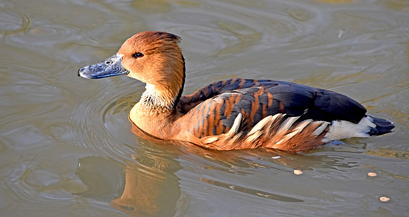 Fulvous whistling duck