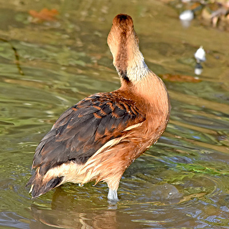 Fulvous whistling duck