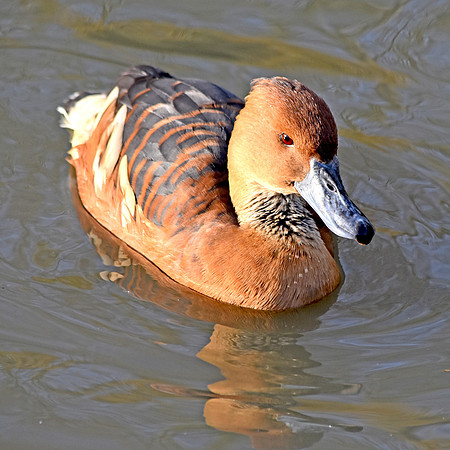 Fulvous whistling duck