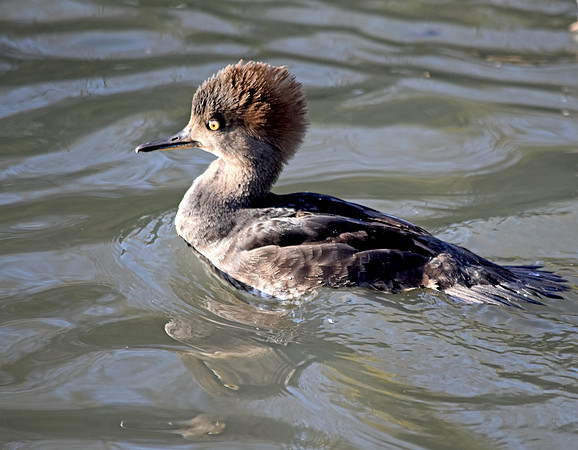 Hooded merganser, female