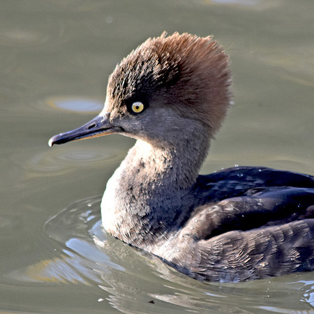 Hooded merganser, female