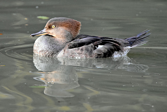 Hooded merganser, female