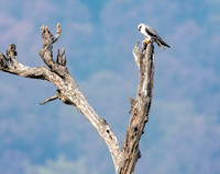Black winged kite
