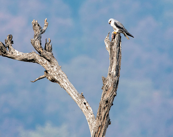 Black winged kite