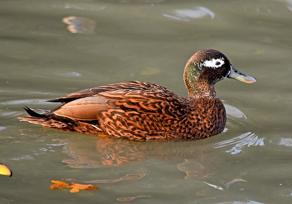 Laysan duck / teal