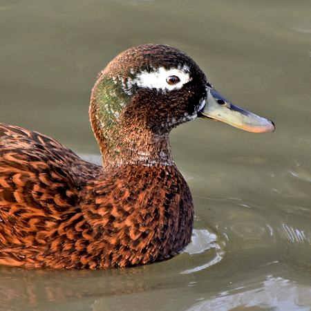 Laysan duck / teal