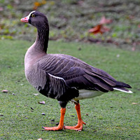 Lesser white fronted goose