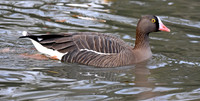 Lesser white fronted goose