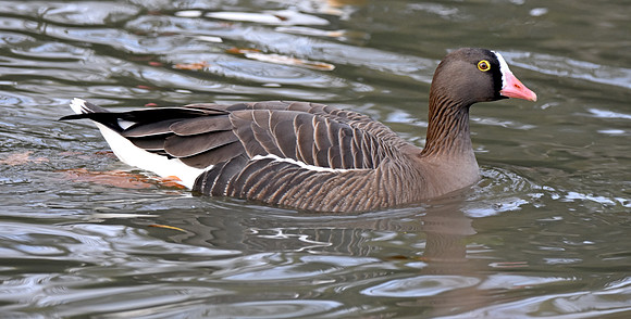 Lesser white fronted goose