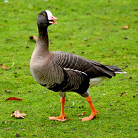 Lesser white fronted goose