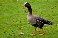Lesser white fronted goose