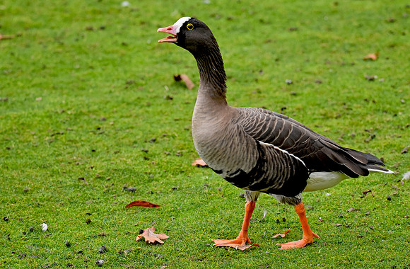 Lesser white fronted goose